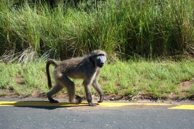 Klíčová slova: Soukup Daniel photos fotografie Afrika South Africa travel cestovn pamtky