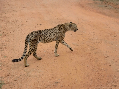 Klíčová slova: Soukup Daniel photos fotografie Afrika South Africa travel cestovn pamtky