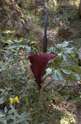 DSC_0068.jpg