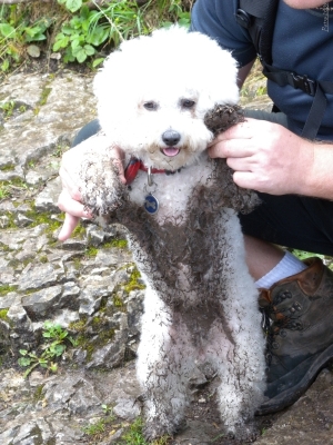 outdoor Bichon ....
