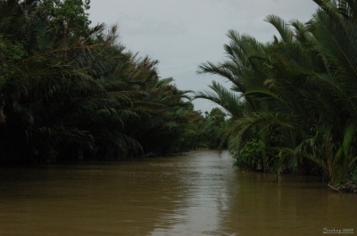 delta Mekongu
